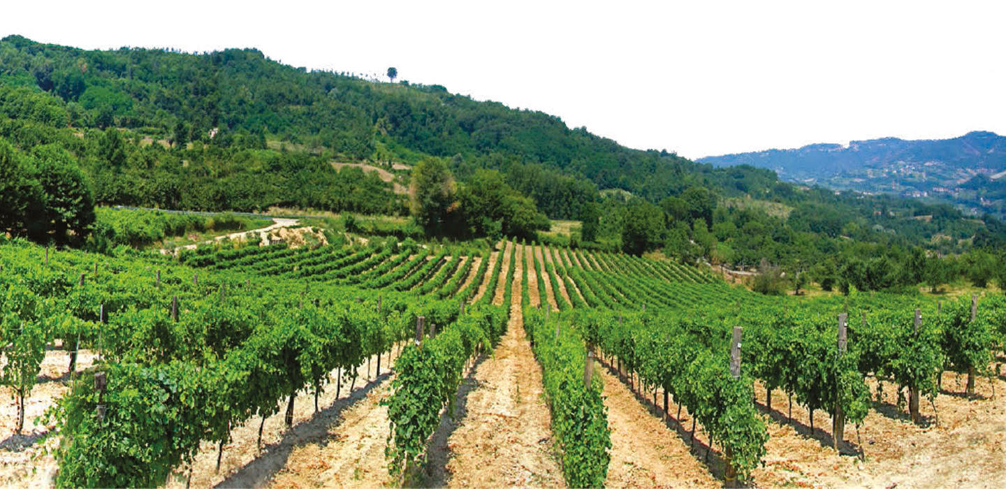 Cantina-vinicola-artigianale